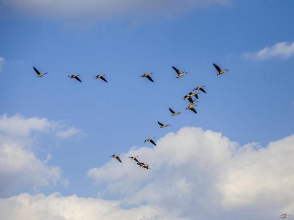 恐怖片走入現實，美國得州驚現上萬只黑鳥盤旋，是災難前徵兆嗎？