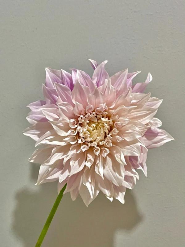 植庫‖豐富多彩的大麗花竟被冠為慘案之名？