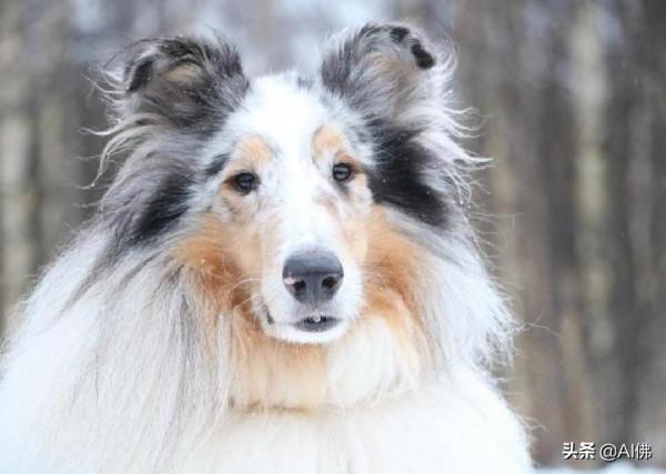 世界上50個最受歡迎的犬種的起源 世界上50個最受歡迎的犬種的起源