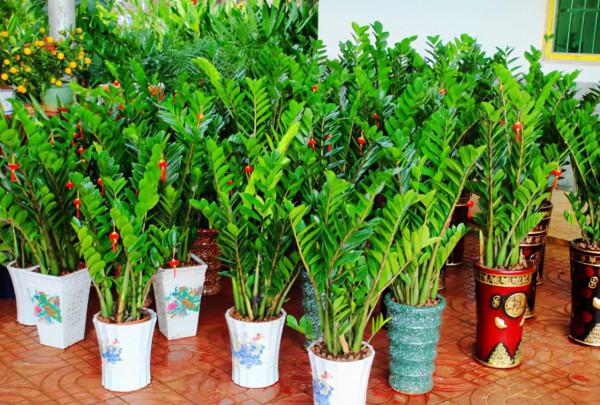 11種“富貴花”，適合養在客廳，好看又好養，養人又吉祥