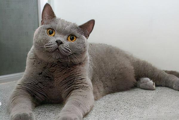 你養的貓,能看出你的性格,你覺得準嗎? 你養的貓,能看出你的性格,你覺得準嗎?