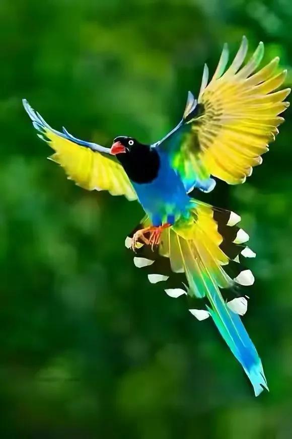 幾十年罕見的鳥，認識兩種算你牛.