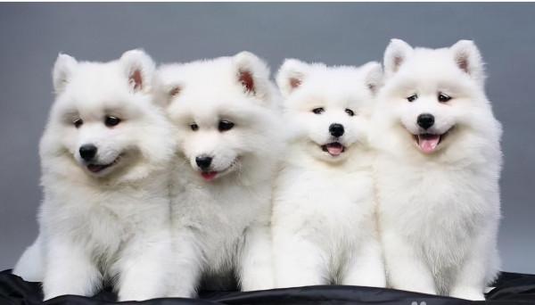 狗狗品種介紹大全！我們應該怎麼挑選適合自己的狗狗？