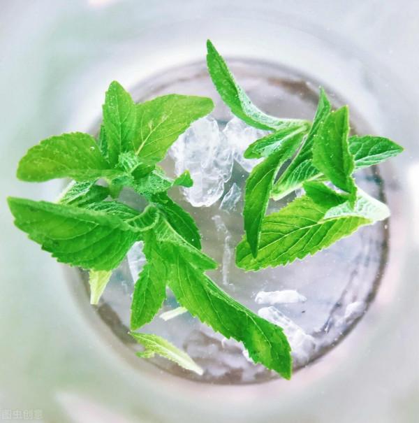 薄荷可以水養嗎？怎麼水培薄荷呢？