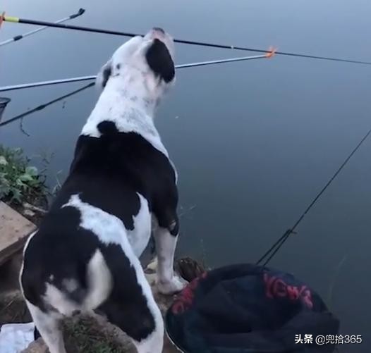 神奇！瀋陽一狗陪主人釣魚，發現魚漂有動靜，立即提醒：魚來了