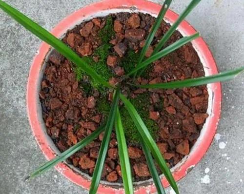 冬至後,盆裡添3樣“硬石頭”,讓花變得更抗寒,土壤也不板結 冬至後,盆裡添3樣“硬石頭”,讓花變得更抗寒,土壤也不板結