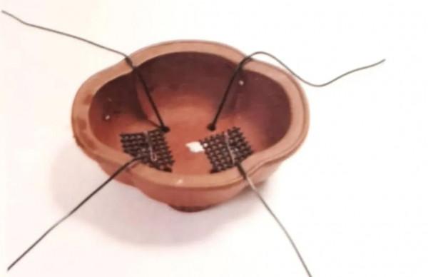 新手竟敢對黑松下手，18個月替它“逆天改命”，玩出盆景造型