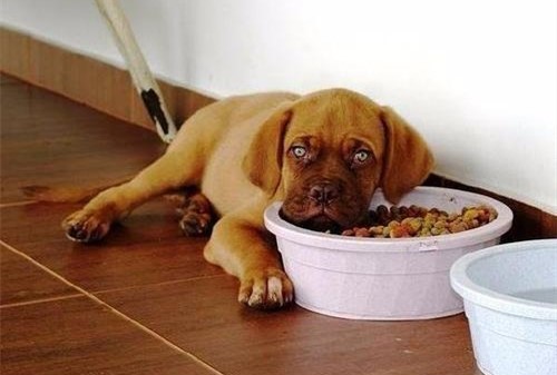 注意！狗子“抑鬱”的7大症狀，主人趕緊幫幫它吧