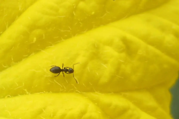 有罕見物種,福建膜翅目昆蟲生態攝影展,共計22種 有罕見物種,福建膜翅目昆蟲生態攝影展,共計22種