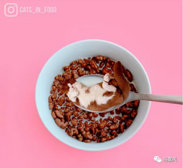 這樣的貓片，真下飯