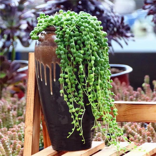 這10種“吊蘭”,不但比綠蘿好看,關鍵比綠蘿還好養活 這10種“吊蘭”,不但比綠蘿好看,關鍵比綠蘿還好養活