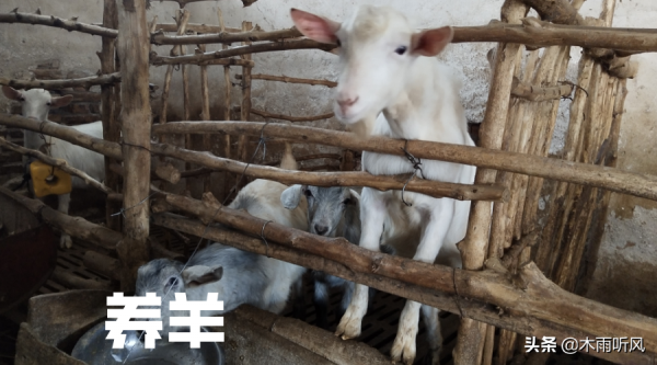 養殖羊上膘慢？6點育肥羊經驗，手把手教你育肥羊