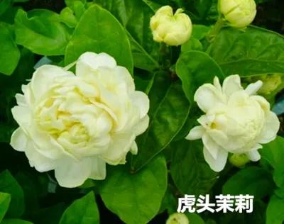 茉莉花中的佼佼者 虎頭茉莉