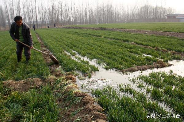 小麥澆防凍水的目的是啥,時間和注意事項有哪些?看包地大戶咋說 小麥澆防凍水的目的是啥,時間和注意事項有哪些?看包地大戶咋說