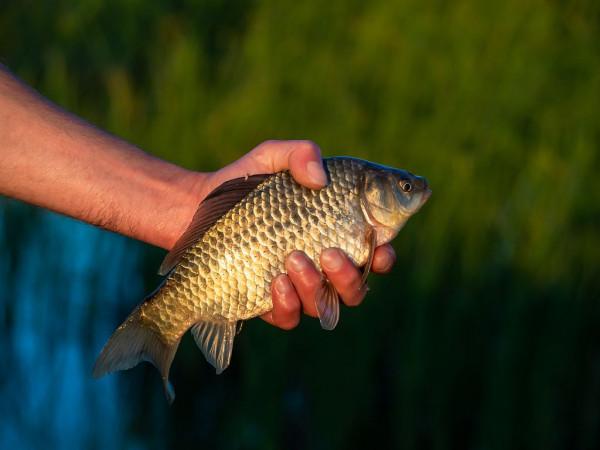 遲遲不來魚口不妨試試這兩招，興許情況就不一樣了（附解決方法）