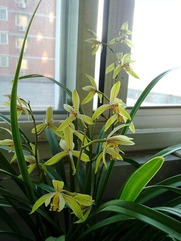 16種耐陰花，就算陽光不足，也能年年生長、開花