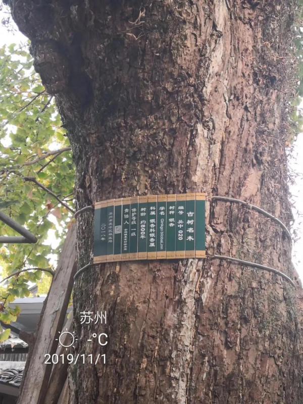 太湖銀杏村,家家戶戶都有幾棵百年銀杏樹,從蘇州坐2元公交能到 太湖銀杏村,家家戶戶都有幾棵百年銀杏樹,從蘇州坐2元公交能到