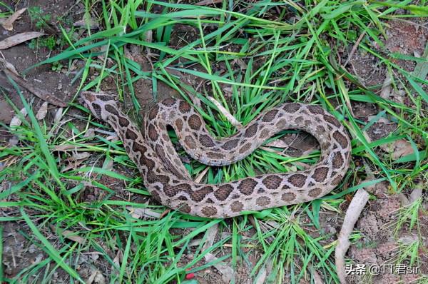 泰國圓斑蝰有多毒?被咬傷者:寧願被眼鏡蛇咬也不願意被它咬傷 泰國圓斑蝰有多毒?被咬傷者:寧願被眼鏡蛇咬也不願意被它咬傷