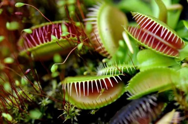 食蟲植物好養嗎？