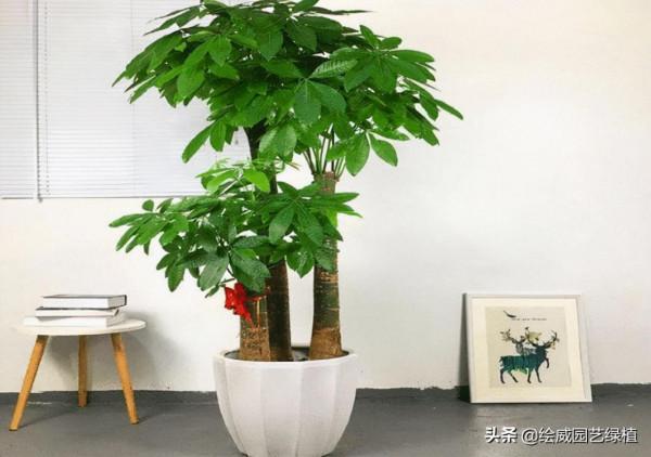 親戚朋友新店開業，應該送上什麼花以表心意，這些植物最適合