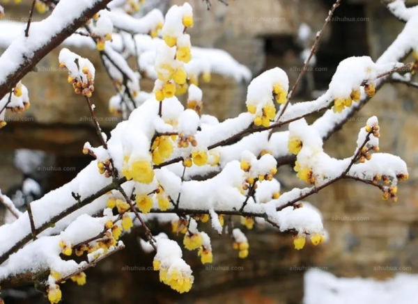 咳嗽吃什麼好得快?中醫告訴你蠟梅的妙用,收好4個食療方 咳嗽吃什麼好得快?中醫告訴你蠟梅的妙用,收好4個食療方