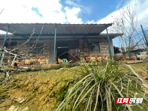 那山那人那雞舍