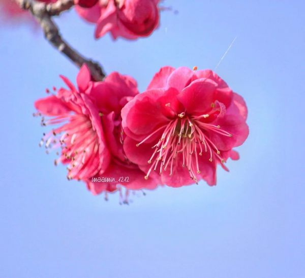 又是一年賞花季