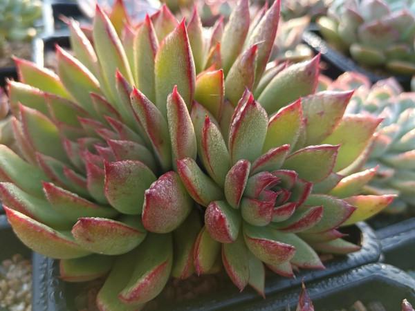 晨露能認多肉更美 晨露能認多肉更美