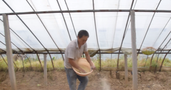 土壤施用石灰能增產?方法用錯了,費時費力產量低 土壤施用石灰能增產?方法用錯了,費時費力產量低