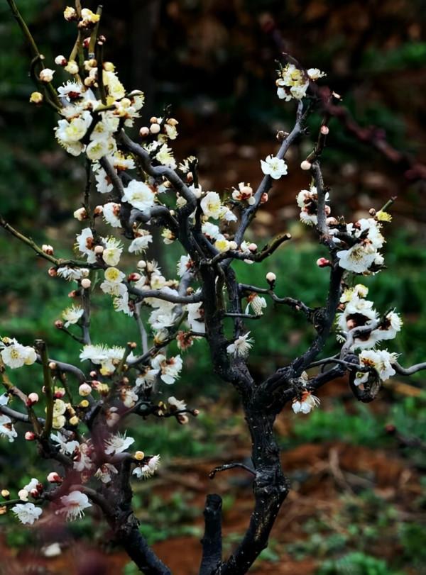 盆景中的精品——玉碟龍游梅 盆景中的精品——玉碟龍游梅