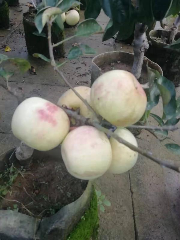 盆栽超矮化蘋果樹碩果累累