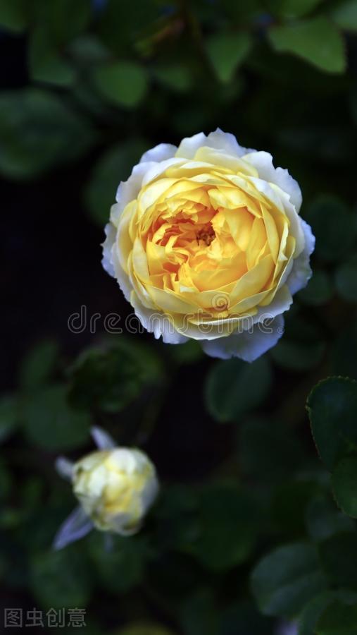 開白色花怎麼了,照樣仙氣十足 開白色花怎麼了,照樣仙氣十足