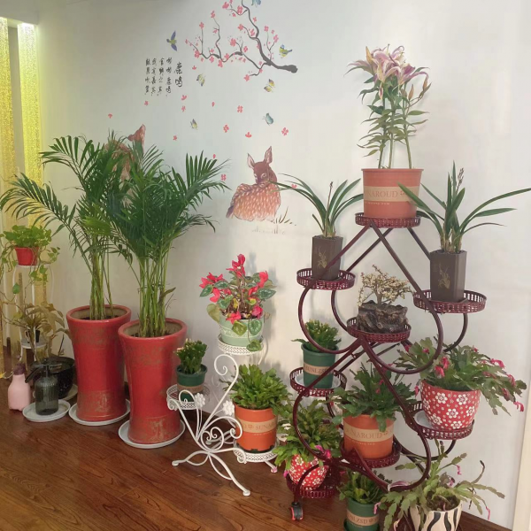 2022&period;1&period;29至1&period;31園園日記：梅花山探梅偶遇，報恩塔上走走