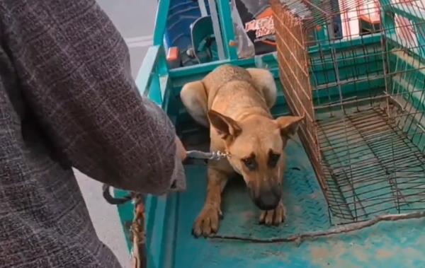 685！塞進狗肉籠的狗狗驚恐地看著主人解開狗鏈，狗狗：別拋下我