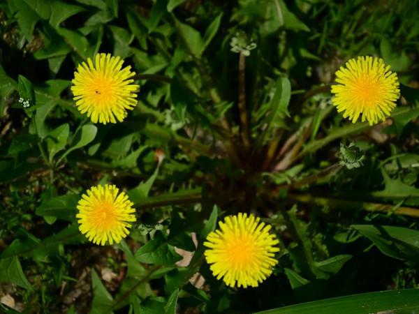 31種野菜大合集，帶你認識不同的野菜和吃法，你想要的野菜這裡有