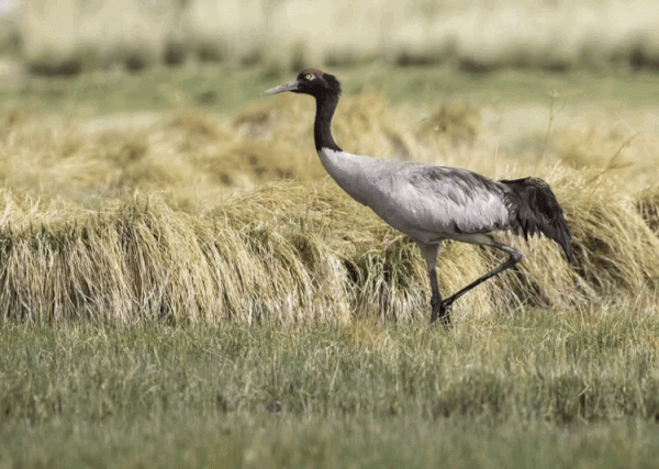 宅家“雲遊”草湖溼地,林草人帶您一起去觀鳥 宅家“雲遊”草湖溼地,林草人帶您一起去觀鳥