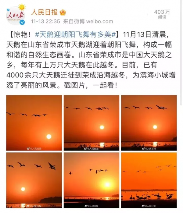 冬日精靈出沒山東！又是一年候鳥季，畫面美翻了！