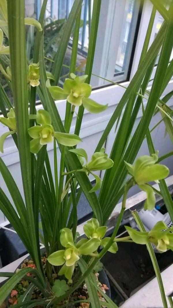 他在馬邊縣發現一整座山都是送春，沒多久，一棵曠世精品出現了