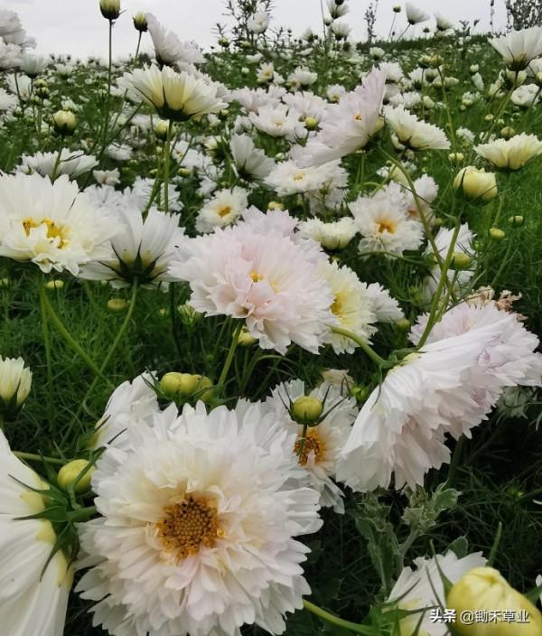 花海花田系列-波斯菊 花海花田系列-波斯菊