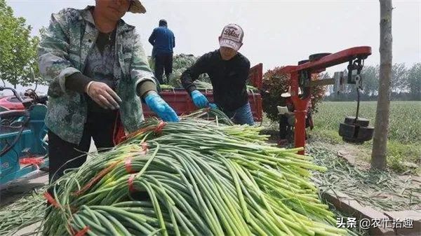 庫存貨2元遭嫌棄，鮮貨一斤20元卻熱銷，農民：高價能到4月