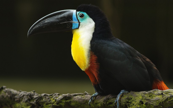 世界上嘴巴最大的鳥,嘴巴極其大,幾乎相當於體長的一半 世界上嘴巴最大的鳥,嘴巴極其大,幾乎相當於體長的一半