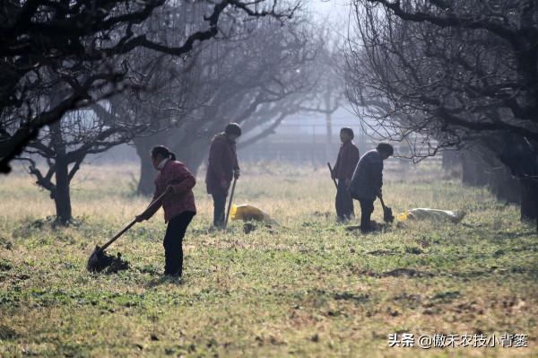 果樹全年有三次施肥黃金期,施肥的時間、種類、方法和原則告訴你 果樹全年有三次施肥黃金期,施肥的時間、種類、方法和原則告訴你