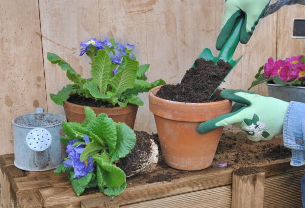 花草換盆旺季來臨，學會“三看三觀察”，換盆就是小菜一碟