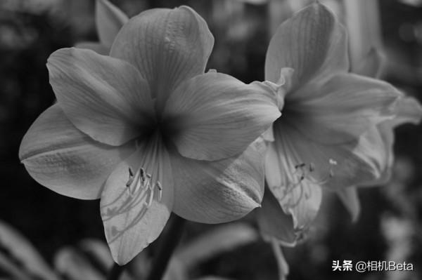 四捨五入約5000元！福倫達釋出首款Z口鏡頭