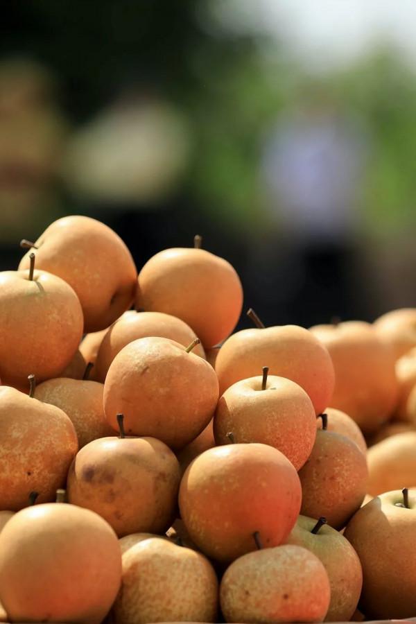 557億斤！中國&OpenCurlyDoubleQuote;水果王國&rdquo;，為什麼是廣西？