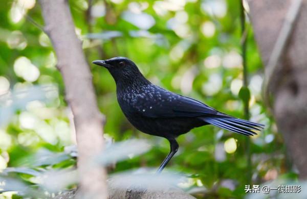 校園候鳥季之——樹木園裡的紫嘯鶇 校園候鳥季之——樹木園裡的紫嘯鶇