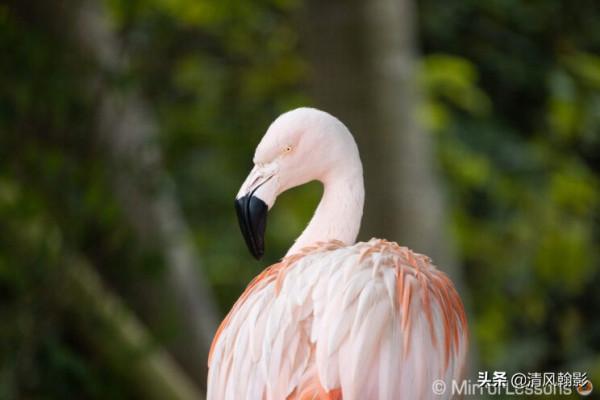 佳能微單800和600長焦鏡頭怎麼樣?不算權威的評測瞭解下 佳能微單800和600長焦鏡頭怎麼樣?不算權威的評測瞭解下