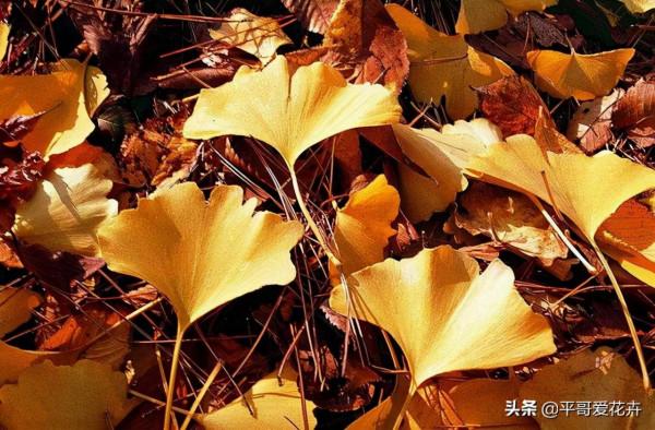 冬天出門撿點“垃圾”，拿回家扔盆裡，啥花都很喜歡，你試過嗎