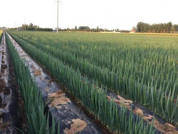 在農村種地能畝年收入10000元的農作物有哪些