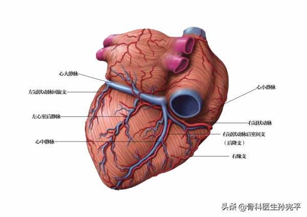 解剖圖譜｜堪稱經典的心臟解剖圖譜，力薦收藏